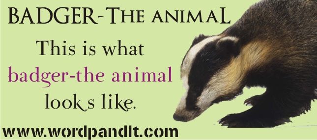 meaning-of-badger