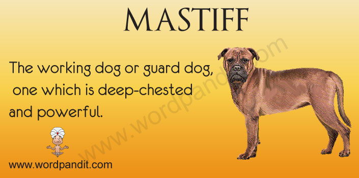 Picture for Mastiff