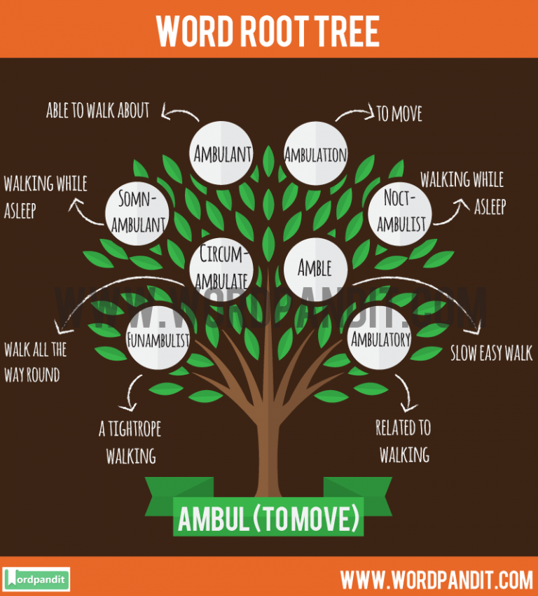 all-about-ambul-root-word-get-to-know-words-from-root-ambul