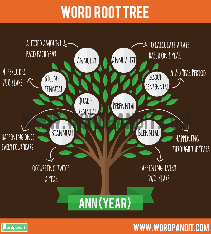 Ann Root Word Examples