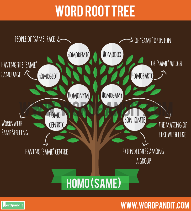 What Is The Root Word For Root