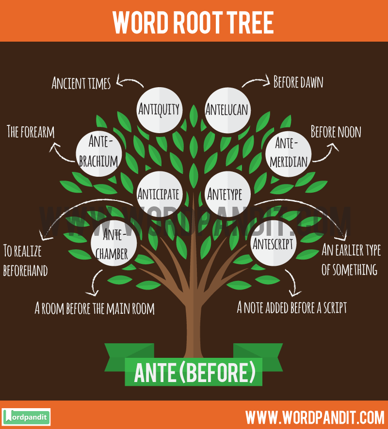 Słowo główne Ante: Learn words related to word root Ante