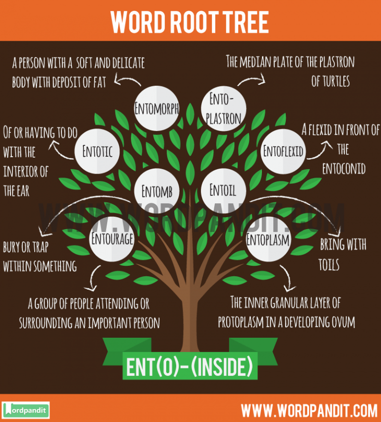 All About Ent o Root Word List Of Words Based On Ent o Root