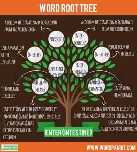 List of Words based on Enter Root Word with their meaning