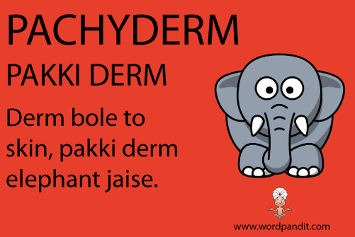 picture and mnemonic for pachyderm